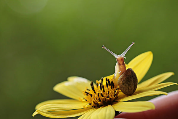 Snail Power: Premium Skincare Ingredient from Mother Nature's Garden