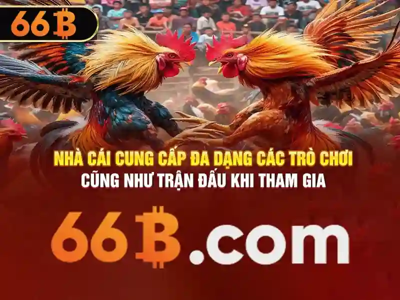 Trận đấu kịch tính tại trường gà Thomo được phát sóng trên 66b
