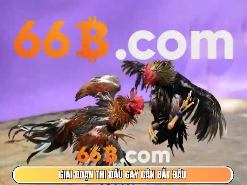 mậu binh 66b: chiến lược, ứng dụng và trải nghiệm Giao diện nhà cái hoàn hảo
